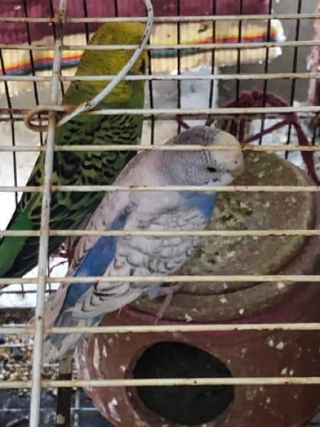 Australian Parrots for Sale 9