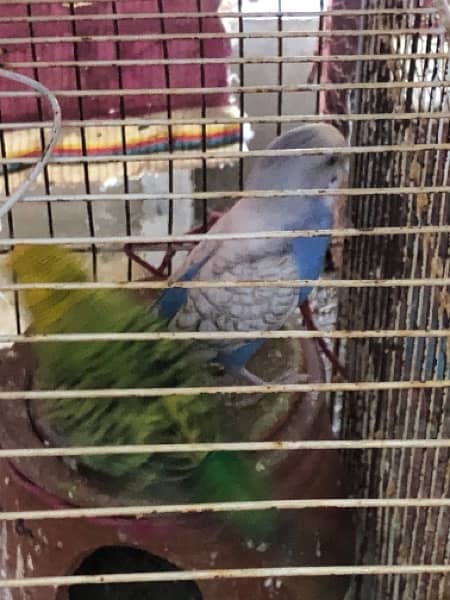 Australian Parrots for Sale 10