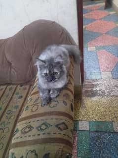 Persian Kitten Pair | Silver & Smokey | Tripple Coated