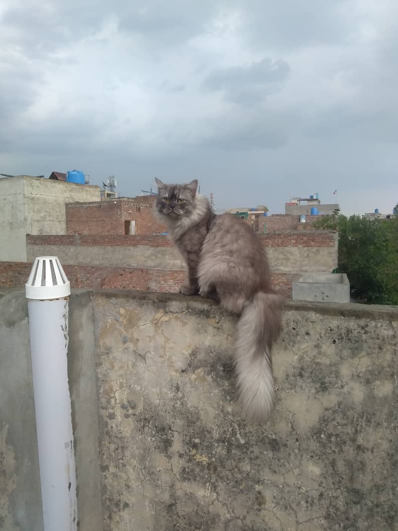 Persian Kitten Pair | Silver & Smokey | Tripple Coated 3