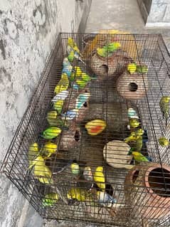All breeder pairs parrots whatsapp num 03347563773