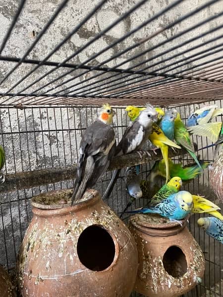 All breeder pairs parrots whatsapp num 03347563773 3
