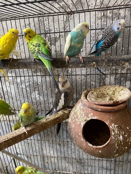 All breeder pairs parrots whatsapp num 03347563773 4