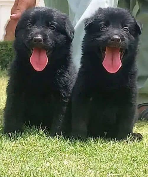 Black German shepherd Puppies | German shepherd long Coat Pair 1