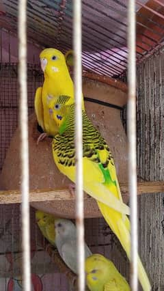 Budgies pair and phatty for sell 0