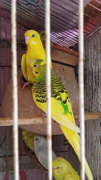 Budgies pair and phatty for sell 0