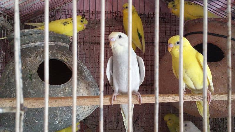 Budgies pair and phatty for sell 2