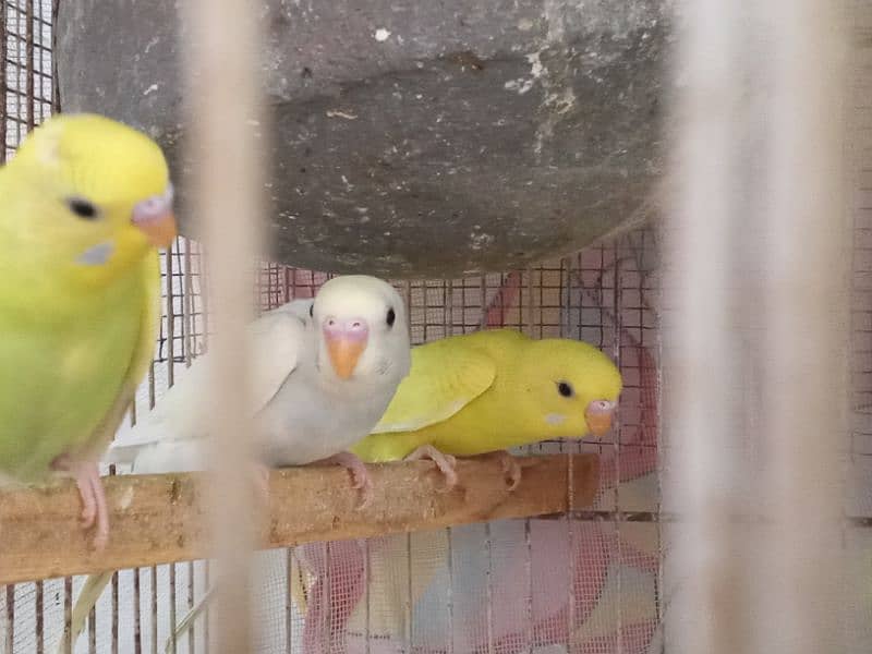 Budgies pair and phatty for sell 3