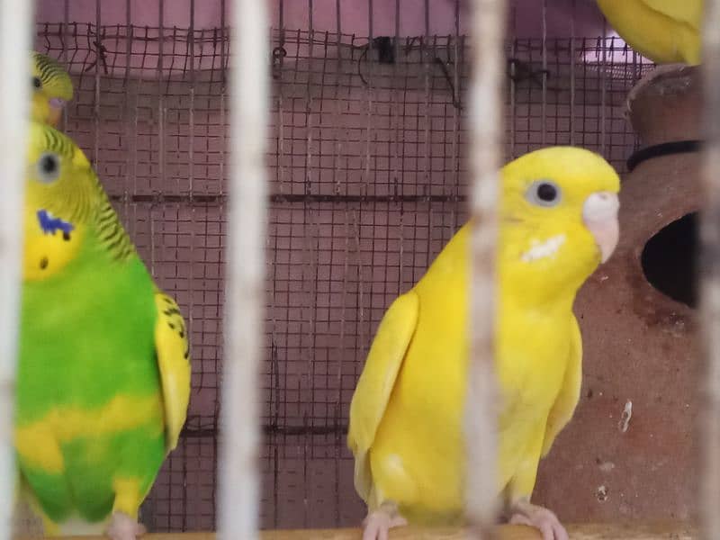 Budgies pair and phatty for sell 5