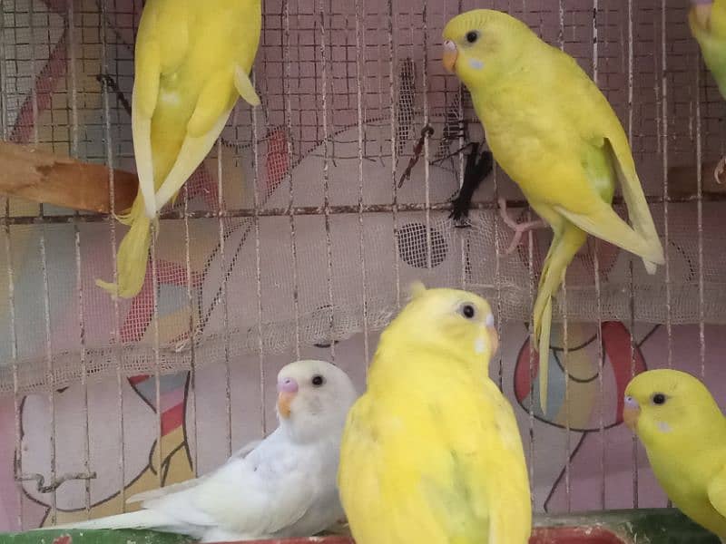 Budgies pair and phatty for sell 7