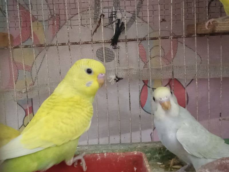 Budgies pair and phatty for sell 8