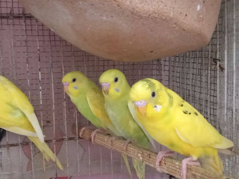 Budgies pair and phatty for sell 9