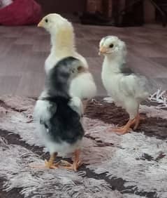 Shamo 3 Chicks