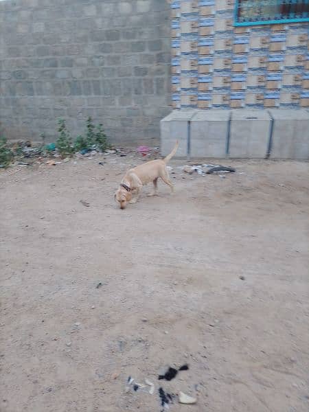 dog for sell 3