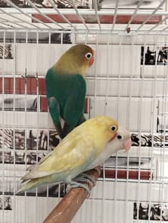 Selling Lovebirds pair of very good quality
