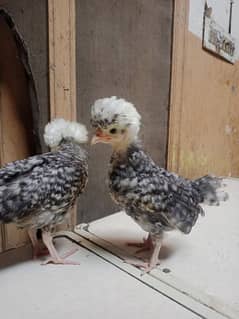 Coco Polish chicks