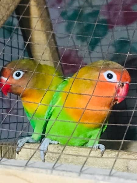 lovebirds  Green  baridar contact number 03366660252 0