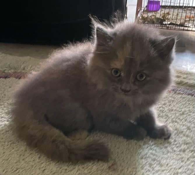 Persian kitten triple coated - Female 5