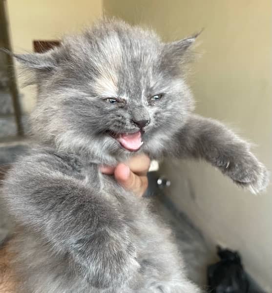 Persian kitten triple coated - Female 4
