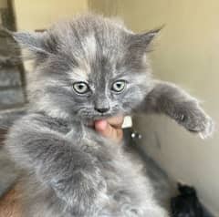 Persian Male Kitten (Grey)