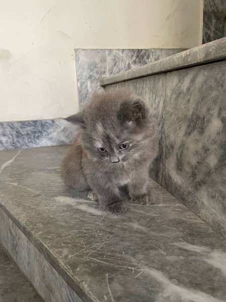 Persian kitten triple coated - Female 6