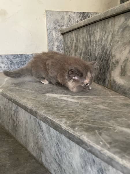 Persian kitten triple coated - Female 7