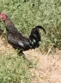 one year one Hens,male,   second one is 1.6years