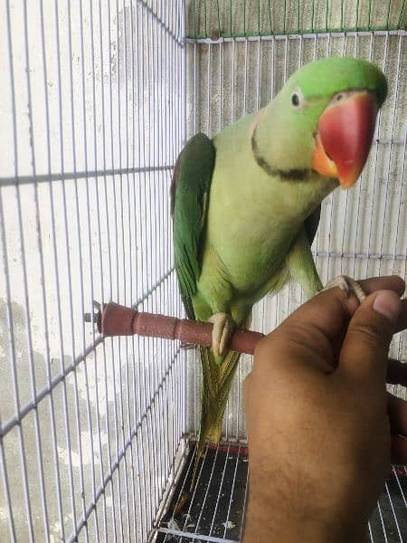 Talking Pahari parrot 0