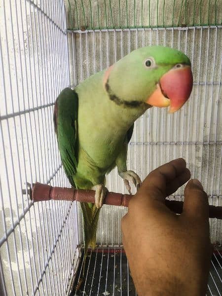 Talking Pahari parrot 1