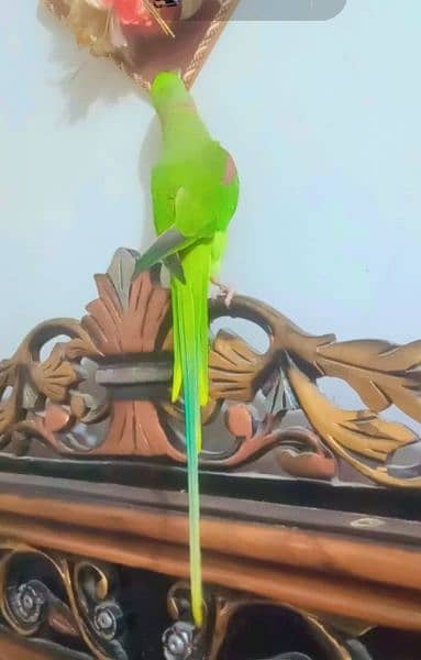 Talking Pahari parrot 4