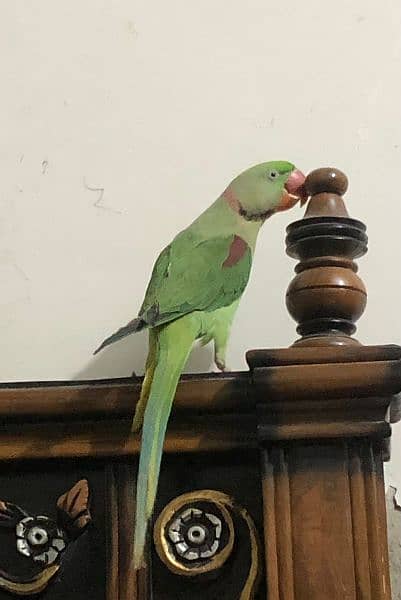 Talking Pahari parrot 5