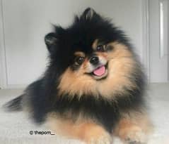 Pomeranian dog for sell in reasonable price 0