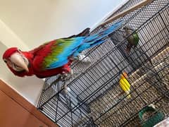 Green Wing Macaw 0