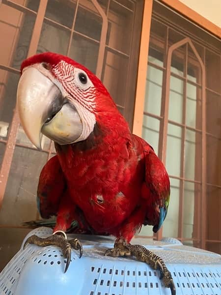 Green Wing Macaw 5
