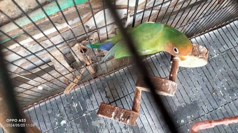 lovebirds fisher female breeder Whatsapp number 03430406757 0