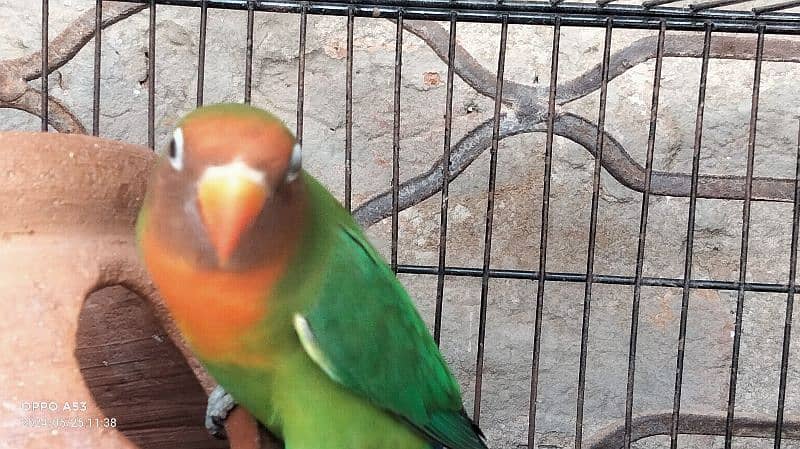 lovebirds fisher female breeder Whatsapp number 03430406757 5