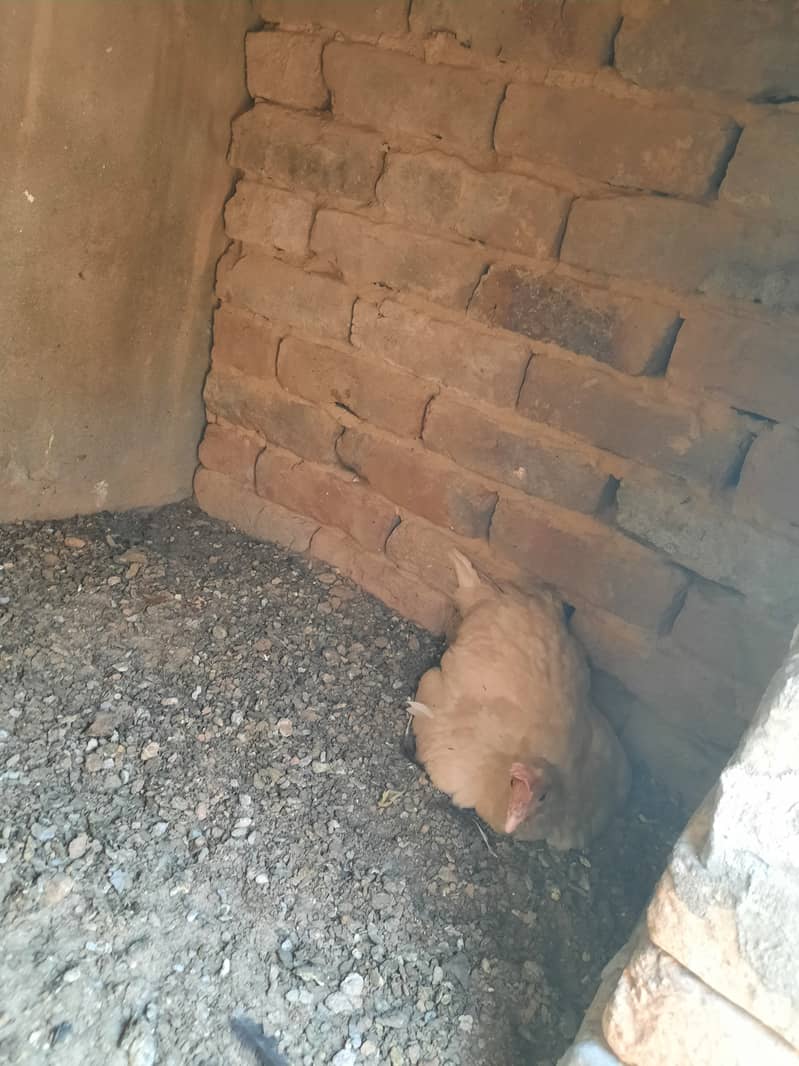 desi egg laying chickens 2