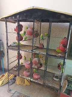 35 parrots males and fame egg laying