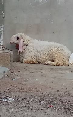Sheep available for sale