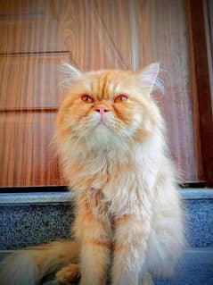 Persian Extreme Punch Face Male Adult Cat Available for sale