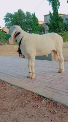 Larkana dumba | sheep | contact (0331-2436823) 0