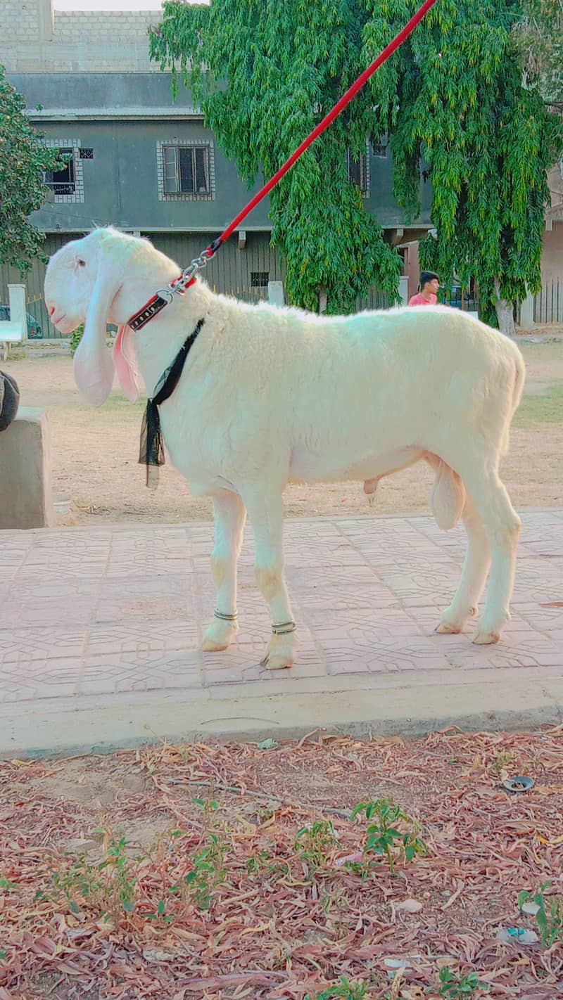 Larkana dumba | sheep | contact (0331-2436823) 1