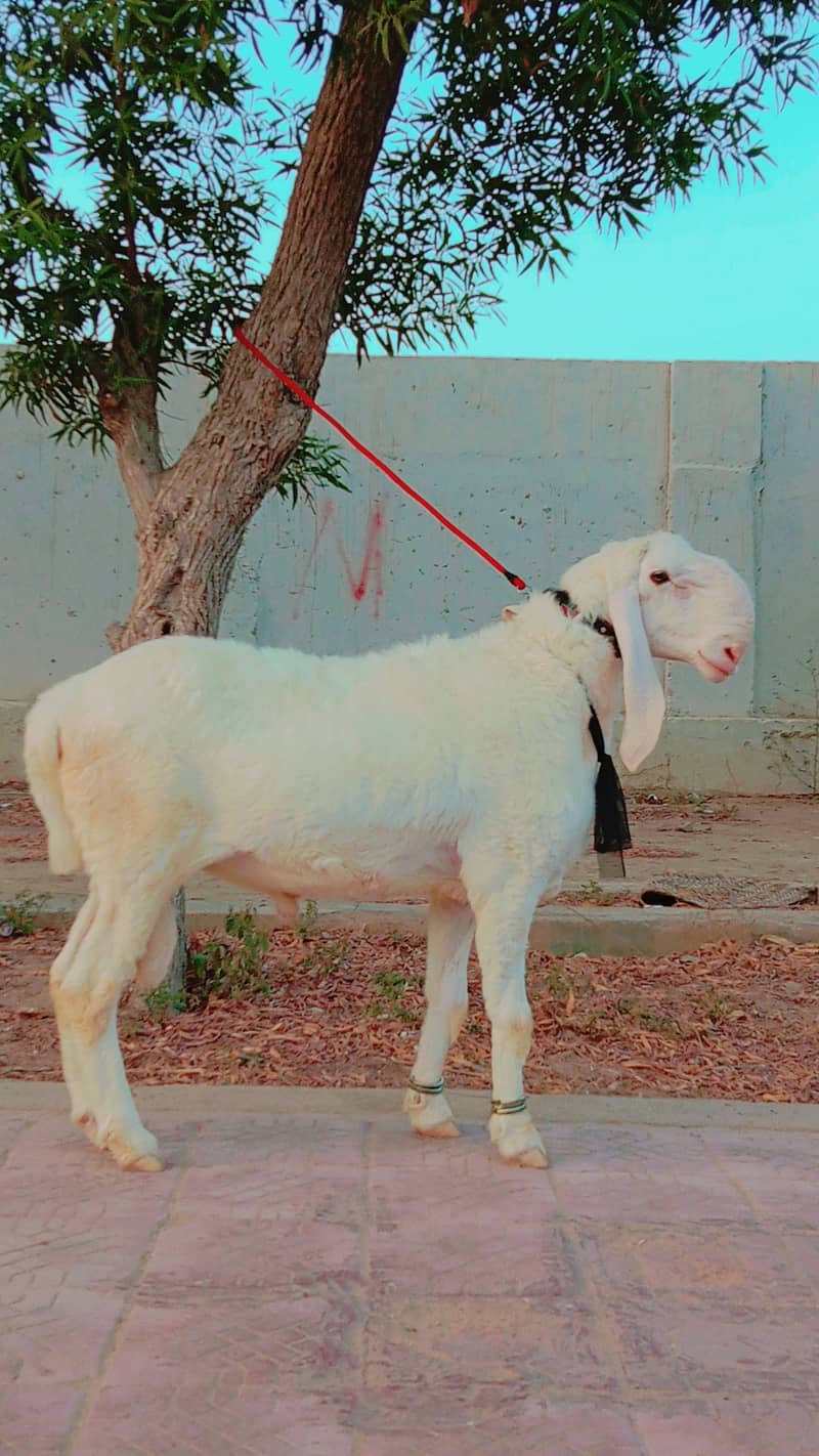 Larkana dumba | sheep | contact (0331-2436823) 2