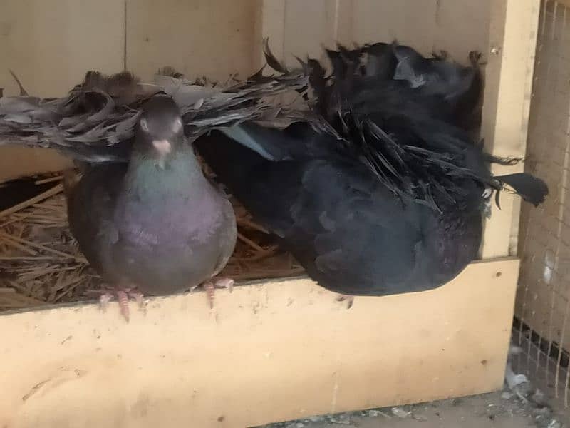 Pigeon for Sale 5