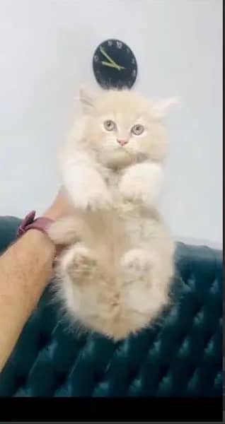 persian cat 1