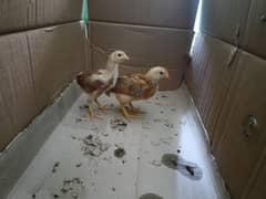 3 chicks available for sale age around 1.5 months