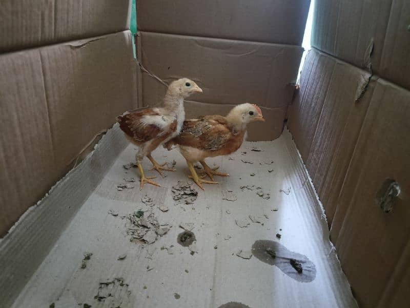 3 chicks available for sale age around 1.5 months 1