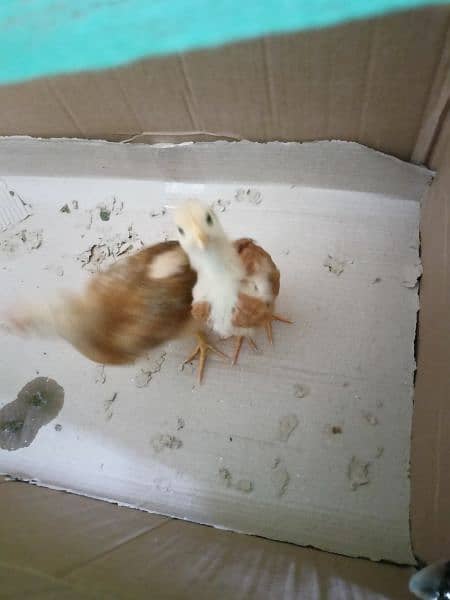 3 chicks available for sale age around 1.5 months 3