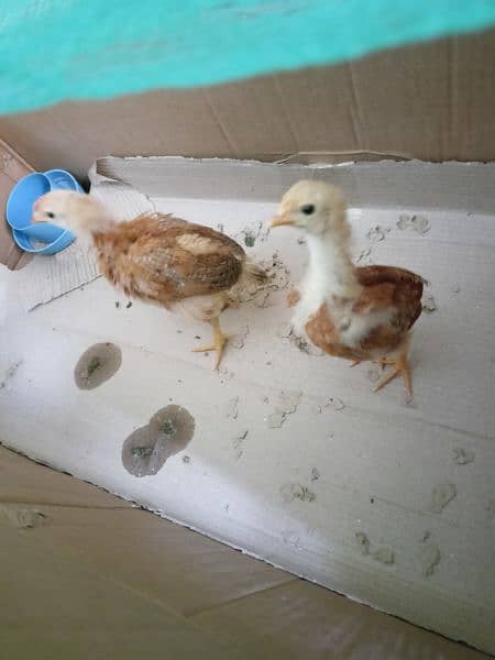 3 chicks available for sale age around 1.5 months 4