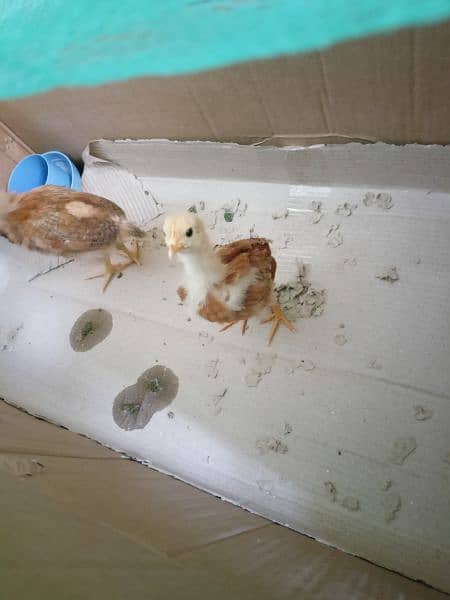 3 chicks available for sale age around 1.5 months 5